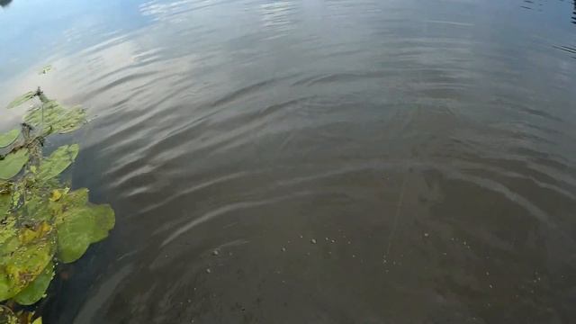 В поиске городской щуки смотреть онлайн
