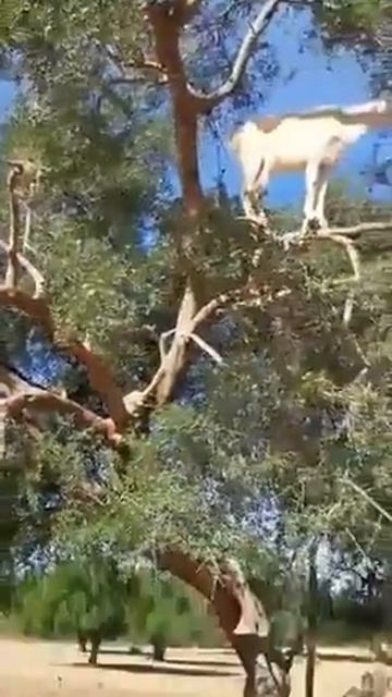 GOAT we are champion /KAMBING Kita Juara смотреть онлайн