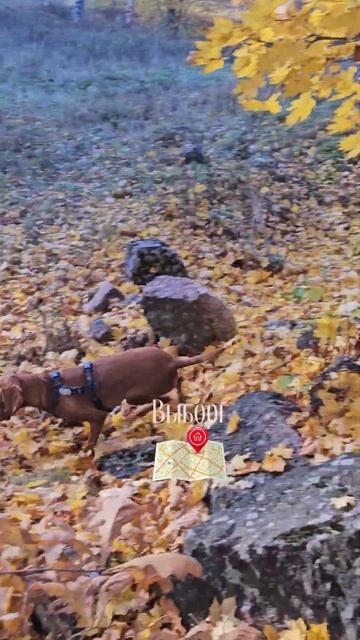 Выходные в Выборге🍁🍂