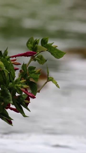 #rain #shorts #monsoon #nature #natural #video #viral смотреть онлайн