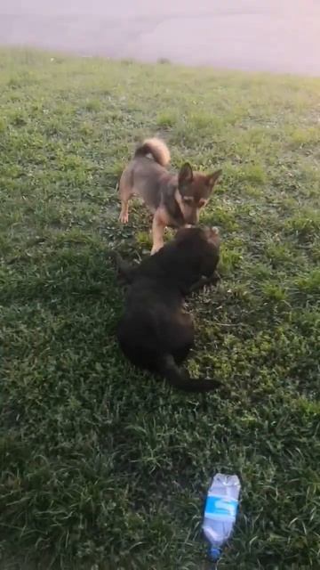 Маленькие собаки играют на траве #shorts смотреть онлайн