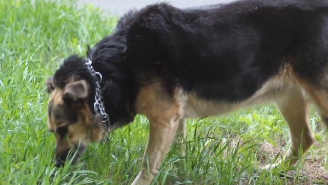 собака кушает травку смотреть онлайн