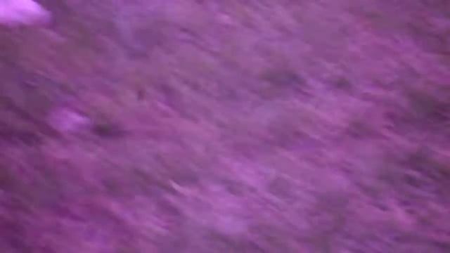 Prueba Cometa Orion 6,35