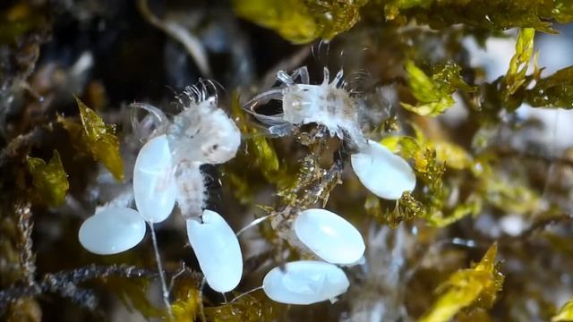 Green Lacewing Eggs Hatching (Aphid Lion) смотреть онлайн
