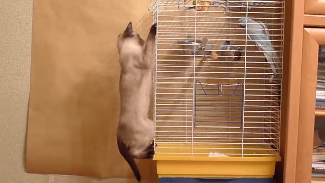 Охотничек смотреть онлайн