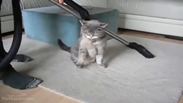 Животные! Юмор! Коты и пылесосы смотреть онлайн