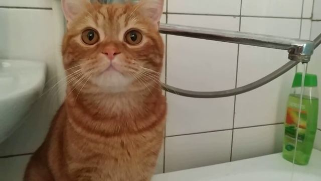 Кот пьет из крана смотреть онлайн