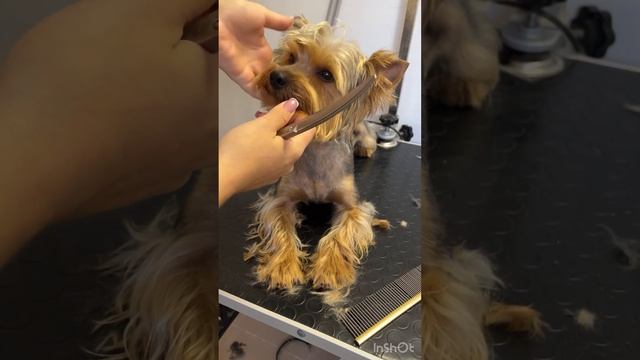Стрижка йорка в домашніх умовах стрижка морди йорка , як стригти йорка. смотреть онлайн
