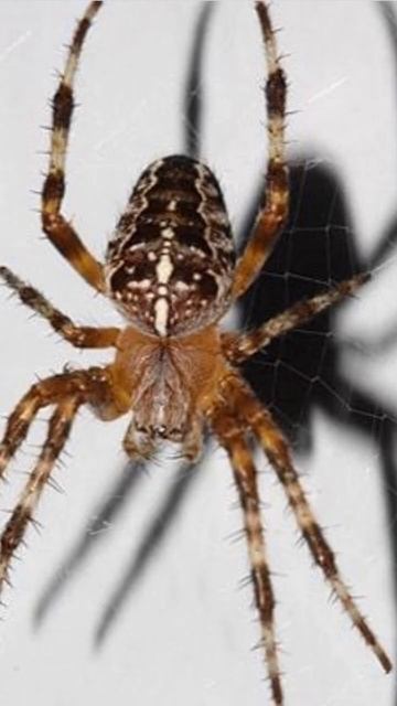 #arachnophobia vibes🕷️￼ смотреть онлайн