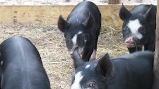 Poland China Pigs | Large Rapid Weight Gain