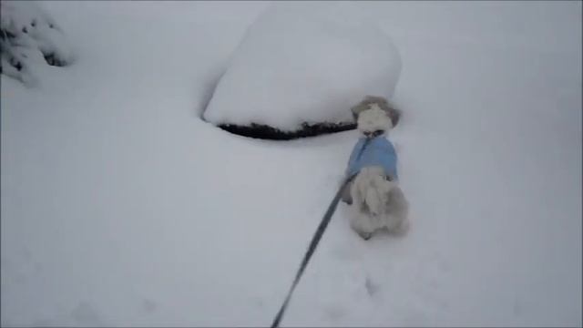 Портосик и его первый снег смотреть онлайн