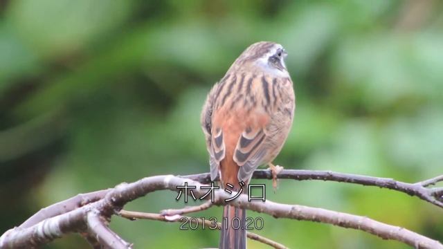 Emberiza cioides ホオジロ смотреть онлайн