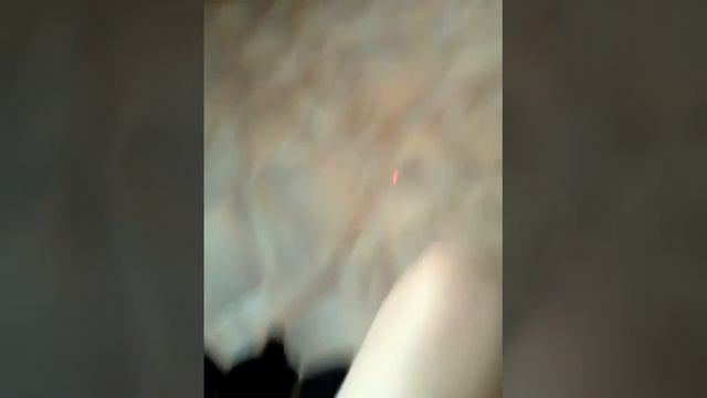 моя собака под видео камерой смотреть онлайн