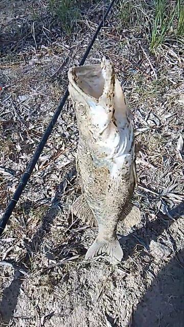 Омск судак смотреть онлайн