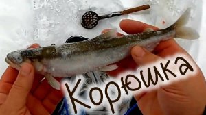 Корюшка на Финском заливе, зимняя рыбалка