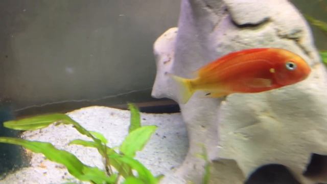 Tropheus Red Bishop смотреть онлайн