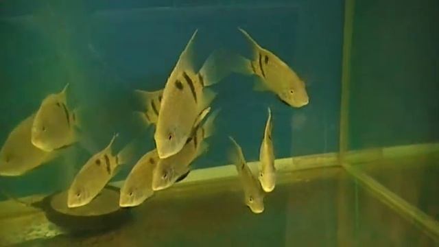 Uaru fernandezypezy смотреть онлайн