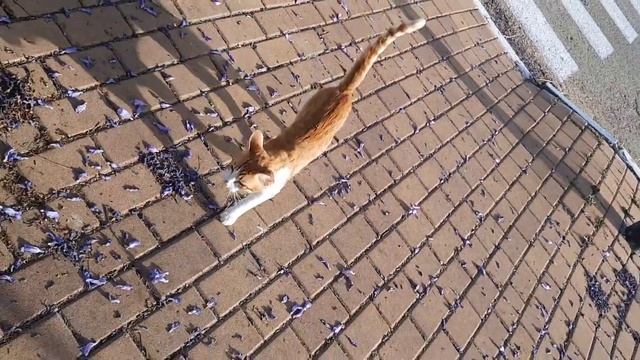 #кошки #коты 09.05.24. СТОЛ 3-4 смотреть онлайн