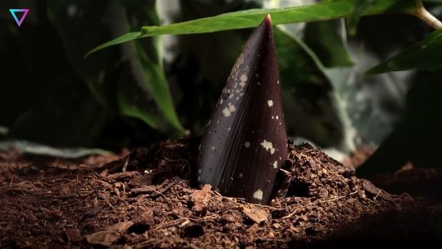 ▽ Самые необычные растения смотреть онлайн