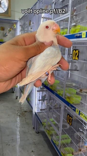 volit opline pf//B2 смотреть онлайн