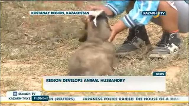 В Жангельдинском районе активно развивают животноводство - KazakhTV смотреть онлайн