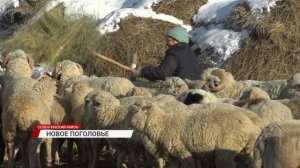 Отары фермеров Бурятии пополнились животными с Юга
