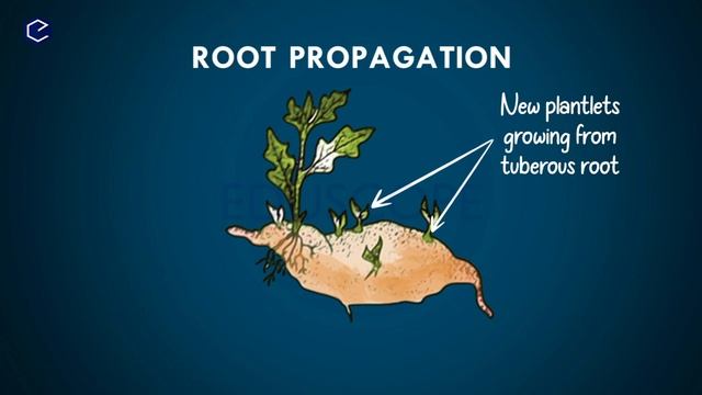 #Reproduction Explanation In Telugu | Class10 Biology Chapter 6 Part-1 | AP & TS Syllabus