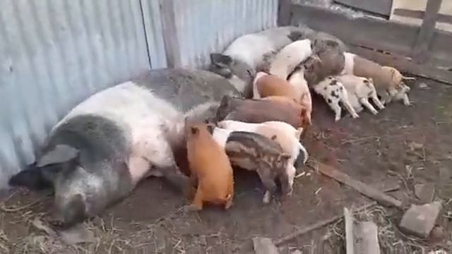 Вес поросенка в месяц🐷🐷🐷 смотреть онлайн