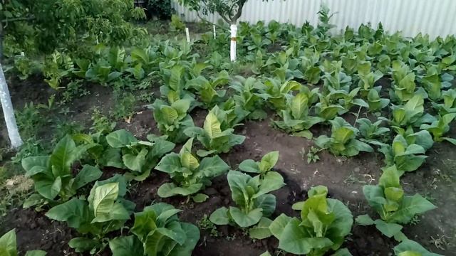 Кусь-кусь клопики. смотреть онлайн