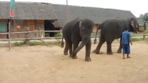 оп оп опа гангам стайл  3