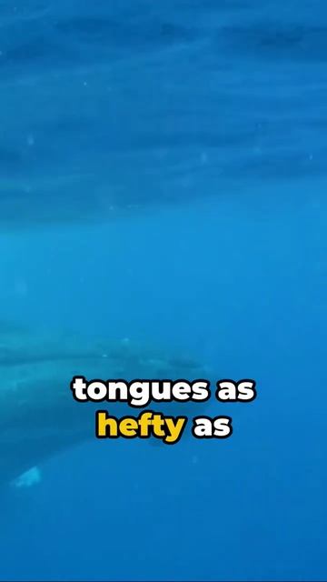 Whale of a Fact: Blue Whale Is A Fat Ass смотреть онлайн