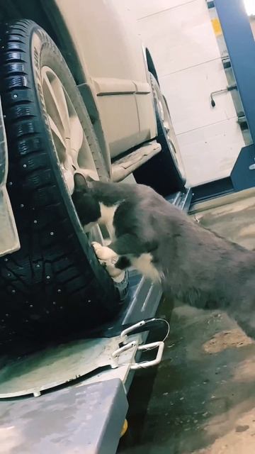 Кот, механик смотреть онлайн