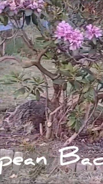 بجو|European Badger|wild life #instareel #badger #nature смотреть онлайн