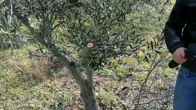 Αλυσοπρίονο ξυλοκοπτικό με 2 μπαταρίες κλαδευτικό Βlue Βird CS 22-04 4’’-Newtools.gr смотреть онлайн