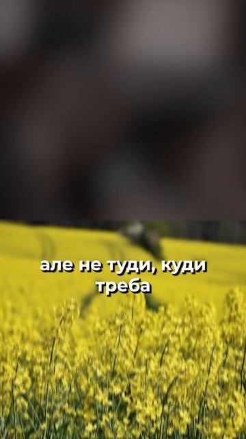 Гарний посів = гарні сходи на сівалці John Deere 1890 #агро #johndeere #jd1890 #фермер #farming смотреть онлайн
