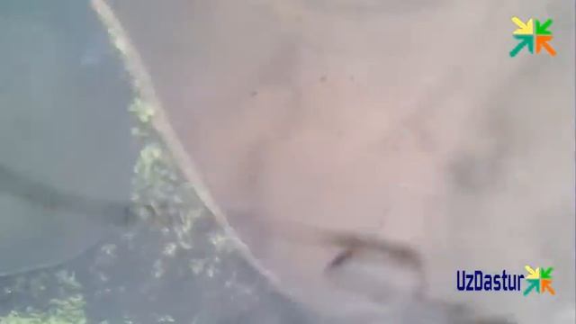 Австралийские скаты смотреть онлайн