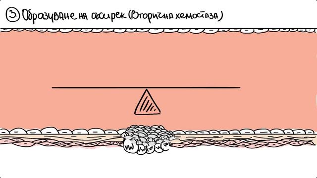 Физиология | Хемостаза (спонтанно кръвоспиране) смотреть онлайн