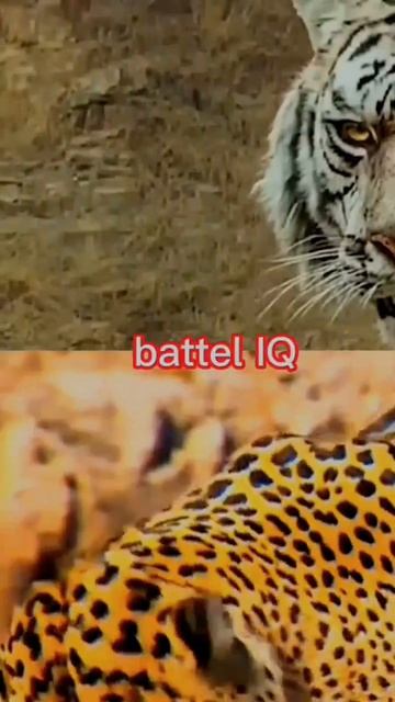 Tiger vs Jaguar #shorts #short #tiger #jaguar смотреть онлайн