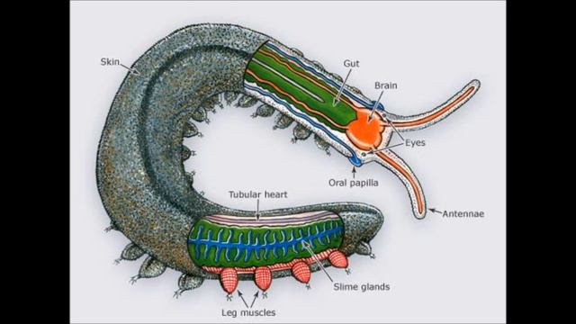 Extra information 2: Velvet worms' circulatory systems смотреть онлайн