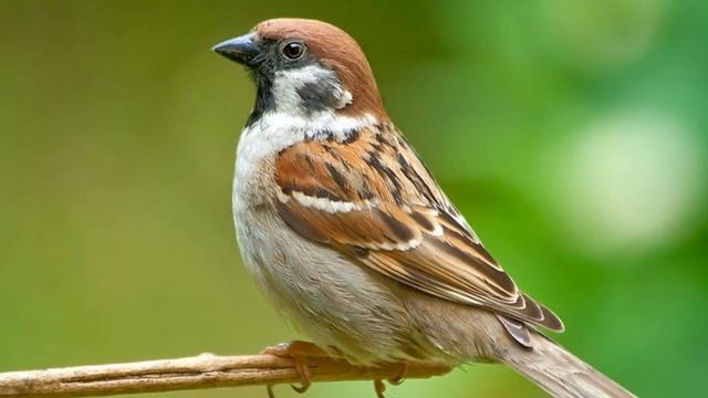 жёсткий дисс VOROBUY на SOLOWAY смотреть онлайн