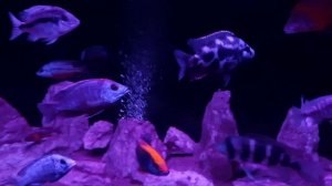 Аквариум на 500 литров с африканскими цихлидами. 5 мая 2024 г.