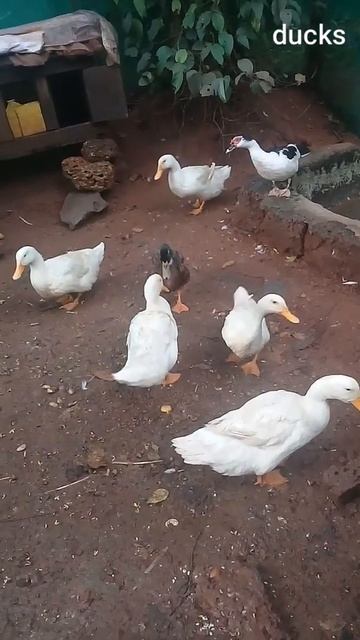 white ducks смотреть онлайн