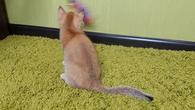 HappyGolden Ривер ny11 смотреть онлайн