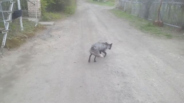 Лиса черно бурка на свободном посещении. смотреть онлайн