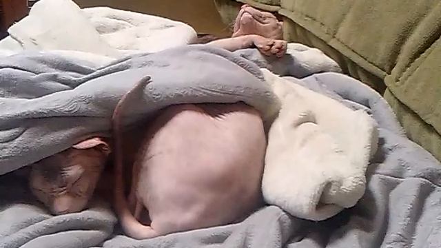 Чаки и Марвин. Повышенный уровень комфорта. Февраль 2018 года. смотреть онлайн