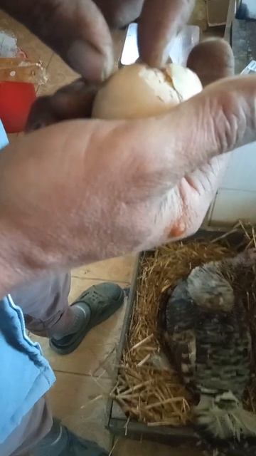 вылуписька смотреть онлайн