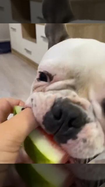 Французский бульдог есть арбуз) смотреть онлайн