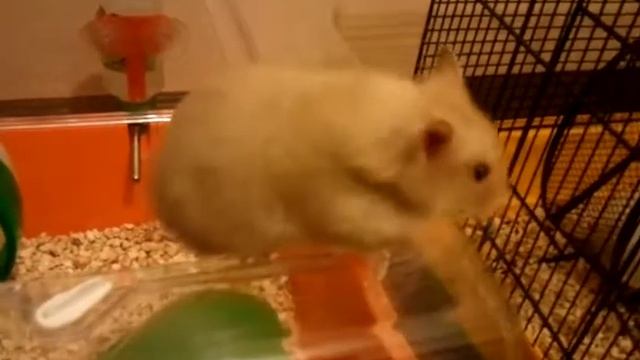 2 минуты жизни хомячки Машки или 