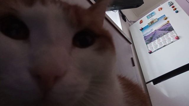 мем с кошкой                                 мемы луна котики
