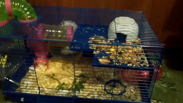 Два джунгарика и одно колесо смотреть онлайн